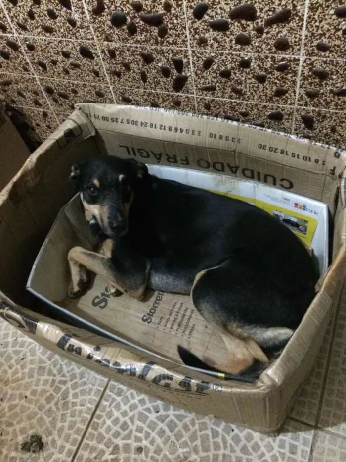 Cachorro ra a SRD idade 6 ou mais anos nome Tibi e Tica