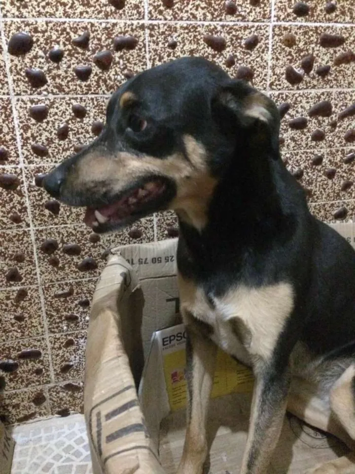 Cachorro ra a SRD idade 6 ou mais anos nome Tibi e Tica