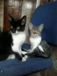 Tigresa e Frajola