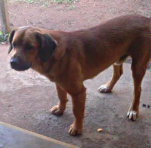 Cachorro raça Indefinida - Pastor beauce com capa preta idade 1 ano nome Zeus