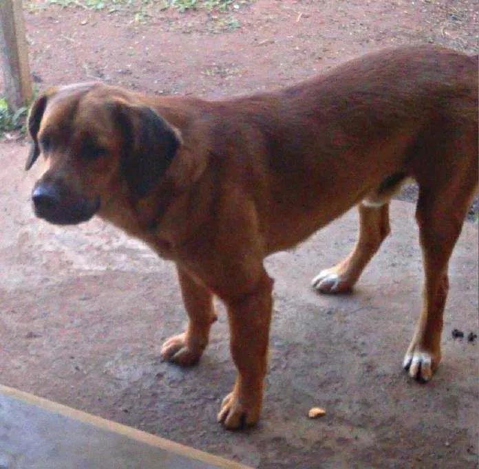 Cachorro ra a Indefinida - Pastor beauce com capa preta idade 1 ano nome Zeus