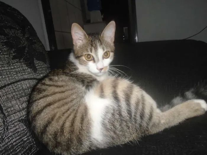 Gato ra a SRD idade 7 a 11 meses nome mae efilho
