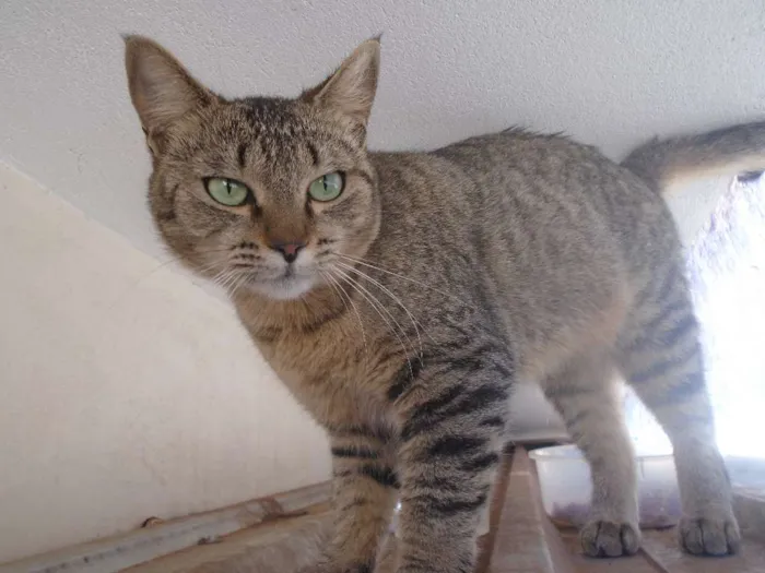 Gato ra a SRD idade 7 a 11 meses nome mae efilho