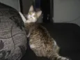 mae efilho