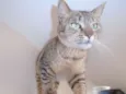 mae efilho