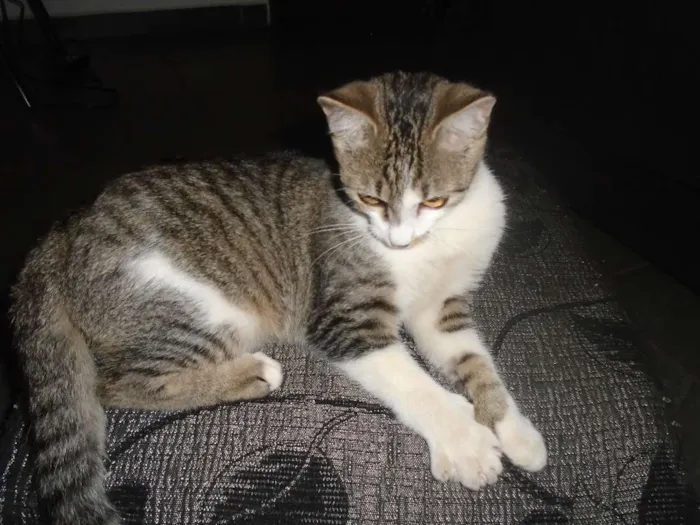 Gato ra a SRD idade 7 a 11 meses nome mae efilho