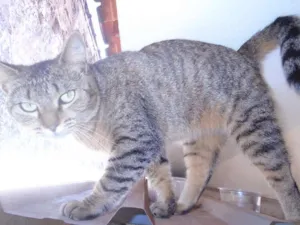 Gato raça SRD idade 7 a 11 meses nome mae efilho