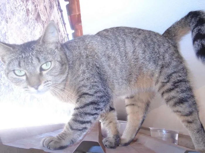 Gato ra a SRD idade 7 a 11 meses nome mae efilho