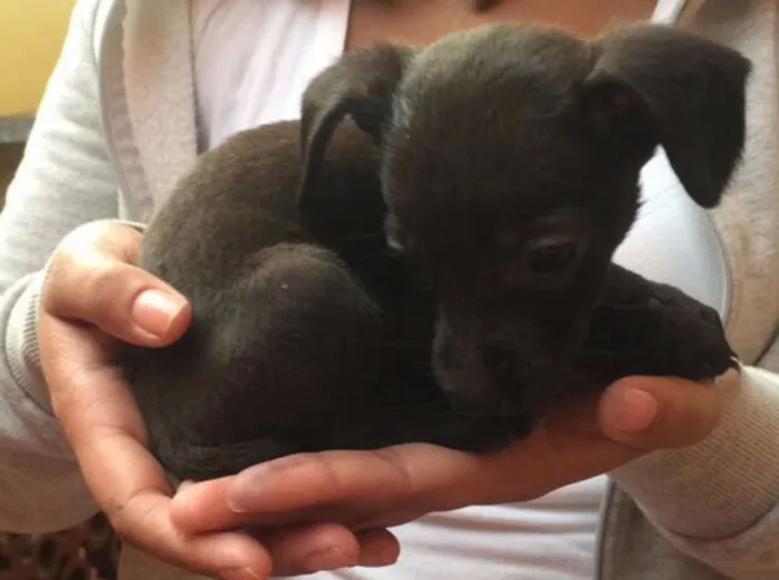 Cachorro ra a SRD idade Abaixo de 2 meses nome Filhote