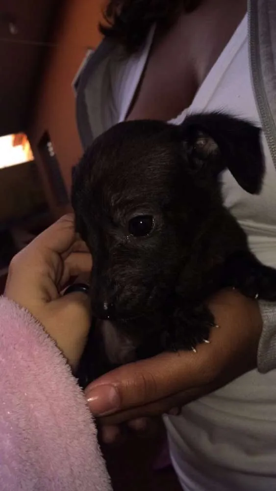 Cachorro ra a SRD idade Abaixo de 2 meses nome Filhote
