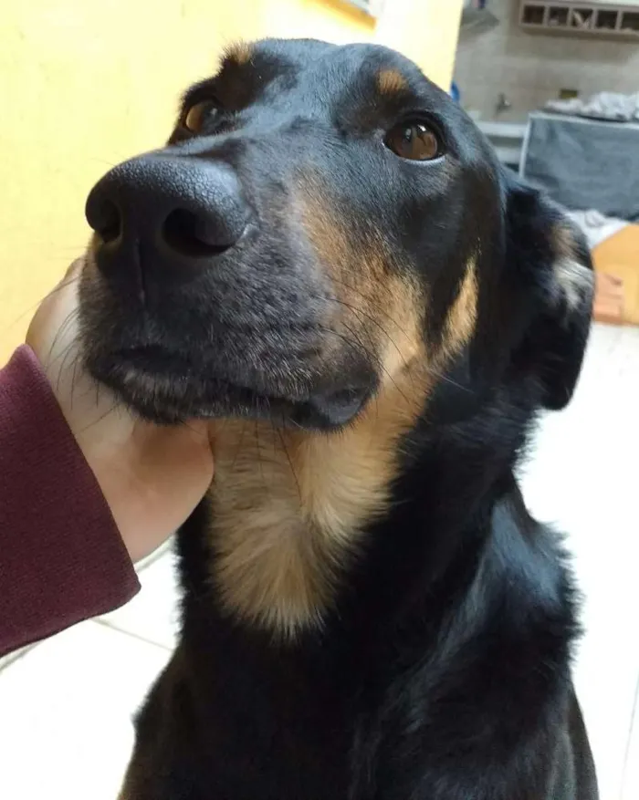 Cachorro ra a SRD idade 2 anos nome Jhow