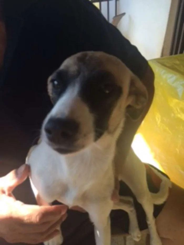 Cachorro raça SRD idade 2 a 6 meses nome Brisa