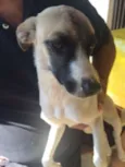 Brisa