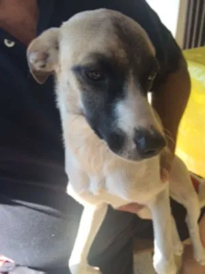 Cachorro raça SRD idade 2 a 6 meses nome Brisa