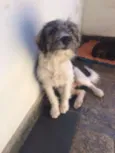 Sapeca