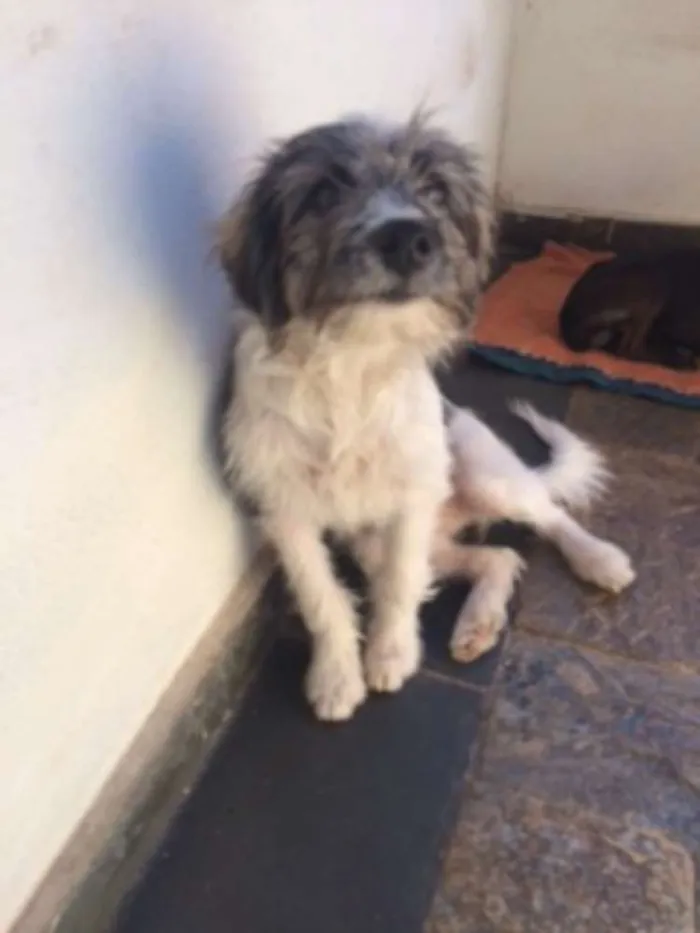 Cachorro raça SRD idade 2 a 6 meses nome Sapeca