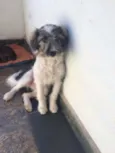 Sapeca