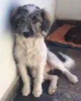 Sapeca