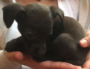Cachorro raça SRD idade Abaixo de 2 meses nome Filhote