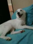 Pérola