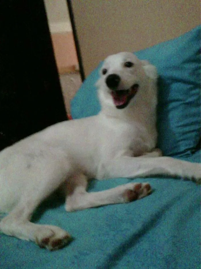 Cachorro raça SRD idade 3 anos nome Pérola