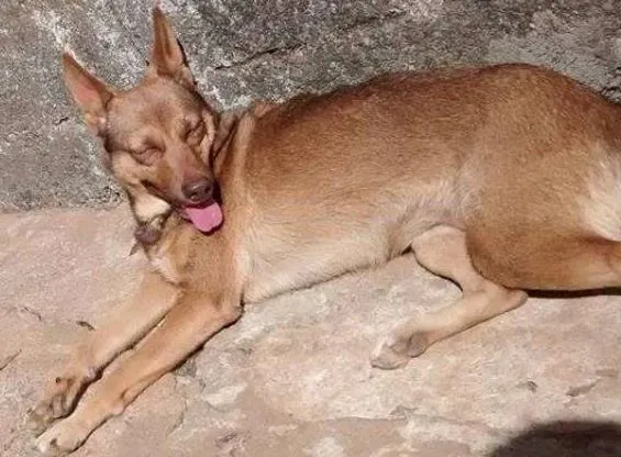 Cachorro raça SRD idade 5 anos nome SUZY