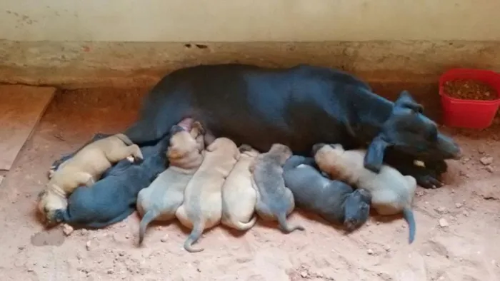 Cachorro ra a sem raca definida idade Abaixo de 2 meses nome Preta