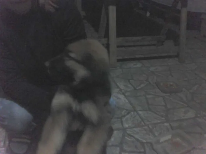 Cachorro ra a vira lata idade 2 a 6 meses nome goku