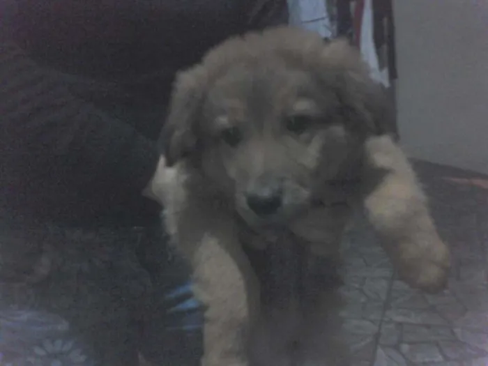 Cachorro ra a vira lata idade 2 a 6 meses nome goku