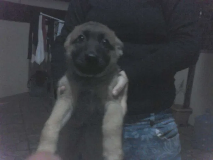 Cachorro ra a vira lata idade 2 a 6 meses nome goku