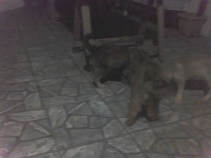Cachorro ra a vira lata idade 2 a 6 meses nome goku