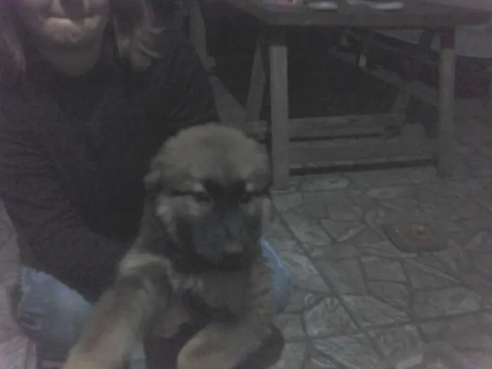 Cachorro ra a vira lata idade 2 a 6 meses nome goku