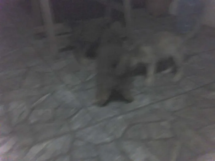 Cachorro ra a vira lata idade 2 a 6 meses nome goku