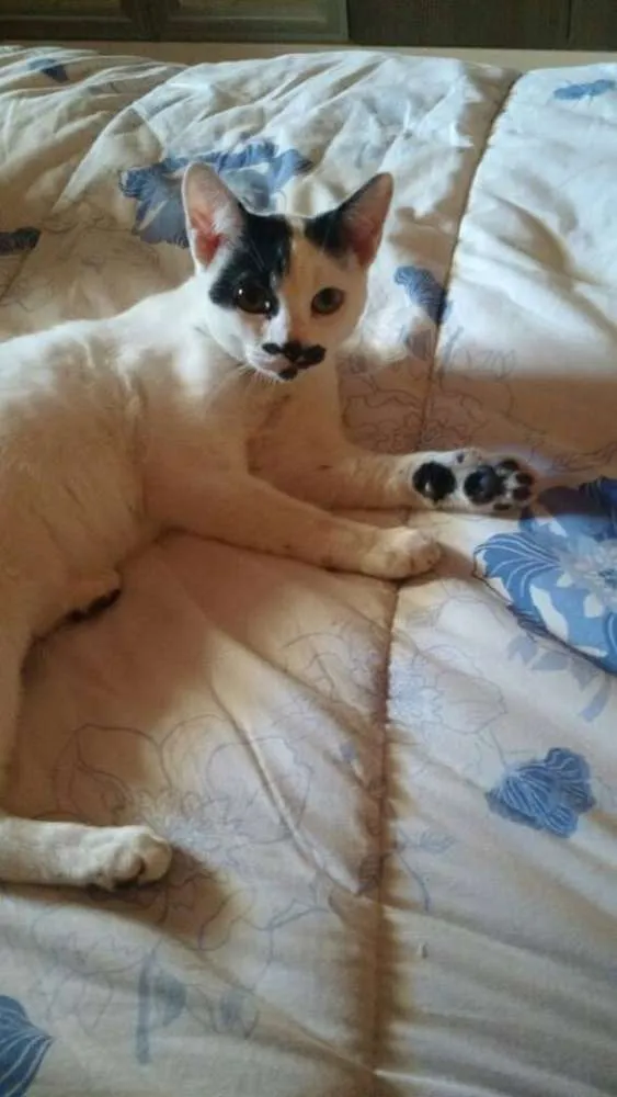Gato ra a srd idade 2 a 6 meses nome Marrie