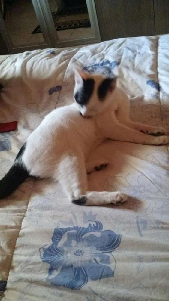 Gato ra a srd idade 2 a 6 meses nome Marrie