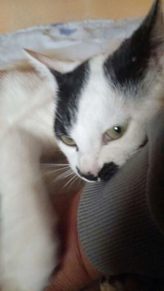 Gato ra a srd idade 2 a 6 meses nome Marrie