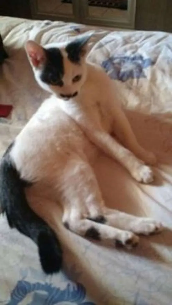 Gato ra a srd idade 2 a 6 meses nome Marrie