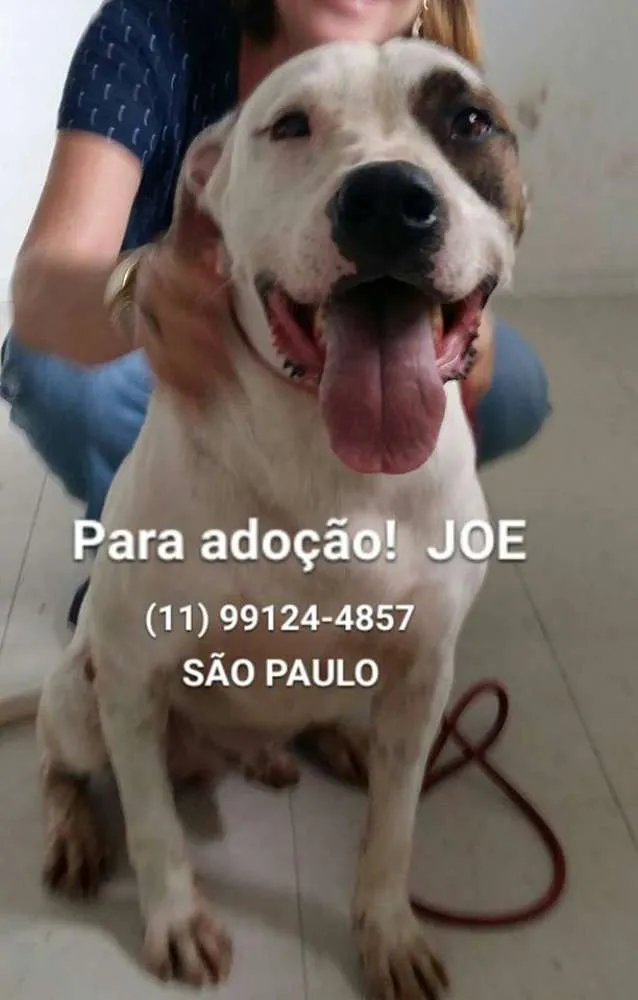 Cachorro ra a Pit-Bull idade 3 anos nome JOE