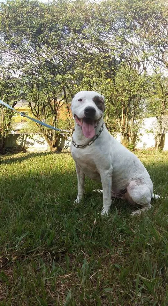 Cachorro ra a Pit-Bull idade 3 anos nome JOE