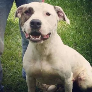 Cachorro raça Pit-Bull idade 3 anos nome JOE