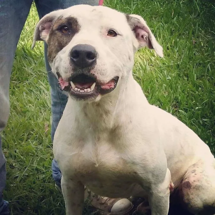 Cachorro ra a Pit-Bull idade 3 anos nome JOE