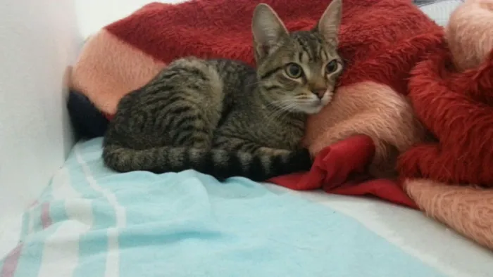 Gato ra a tigrado idade 2 a 6 meses nome Eugenio