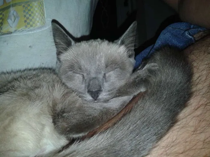 Gato ra a Siamês idade 2 a 6 meses nome Sem nome