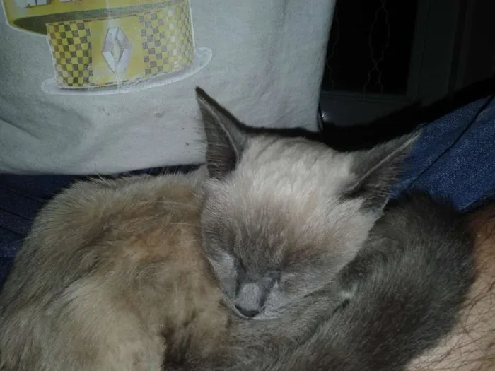 Gato ra a Siamês idade 2 a 6 meses nome Sem nome