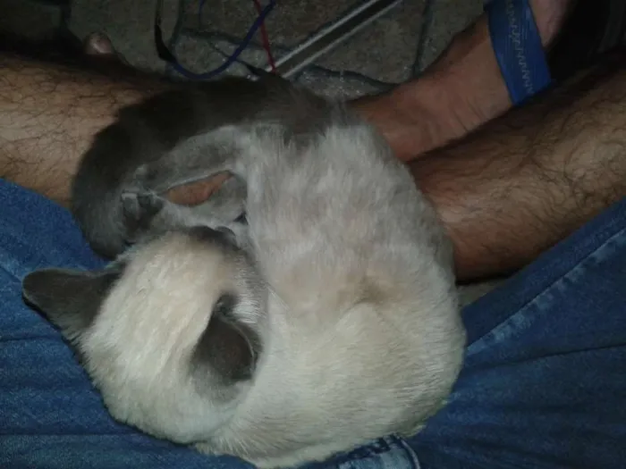 Gato ra a Siamês idade 2 a 6 meses nome Sem nome
