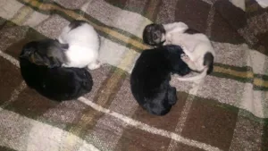 Cachorro raça vila lata  idade Abaixo de 2 meses nome mimoso