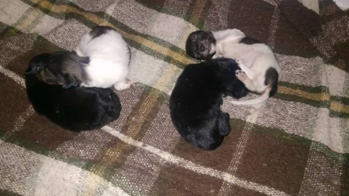 Cachorro ra a vila lata  idade Abaixo de 2 meses nome mimoso