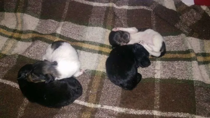 Cachorro ra a vira lata idade Abaixo de 2 meses nome sem nome
