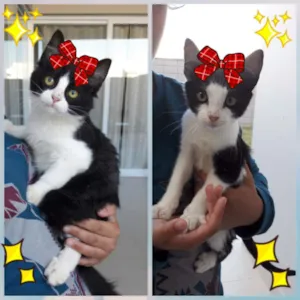 Gato raça Srd idade Abaixo de 2 meses nome Cicy e Olivia 