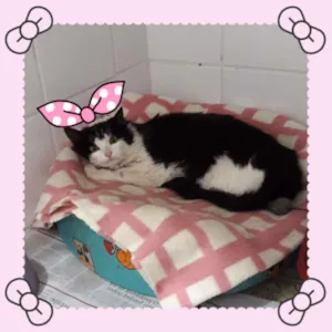 Gato raça Srd idade 2 a 6 meses nome Pérola 